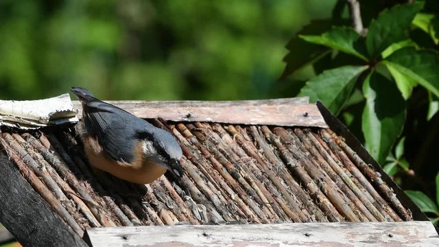 Kleiber und Sumpfmeise im Garten