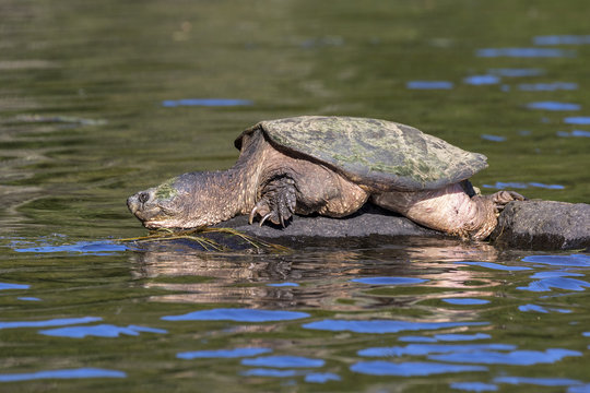 Large Common Snapping Turtle Basking On A Rock - Ontario, Canada