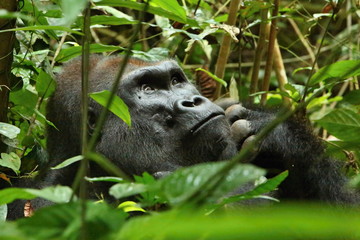 Eastern lowland gorilla in the darkness of african jungle, face to face in the nature habitat, great details, african wildlife, Gorilla gorilla gorilla. - obrazy, fototapety, plakaty