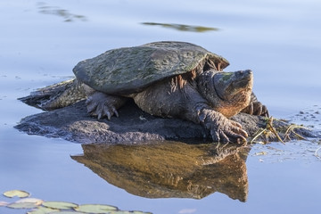 Large Common Snapping Turtle basking on a rock - Ontario, Canada