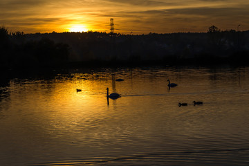 Łabędzie oświetlone zachodzącym słońcem © Senatorek