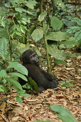Eastern lowland gorilla in the darkness of african jungle, face to face in the nature habitat, great details, african wildlife, Gorilla gorilla gorilla.