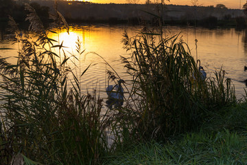 Łabędzie oświetlone zachodzącym słońcem © Senatorek