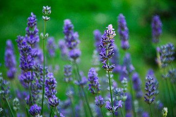 Fototapeta na wymiar Lavender Flowers in Nature