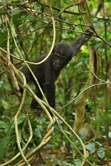 Eastern lowland gorilla in the darkness of african jungle, face to face in the nature habitat, great details, african wildlife, Gorilla gorilla gorilla.
