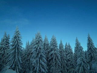 Fototapeta premium Snowy morning in the Forest