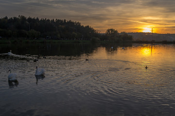 Łabędzie oświetlone zachodzącym słońcem © Senatorek