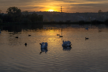Łabędzie oświetlone zachodzącym słońcem © Senatorek