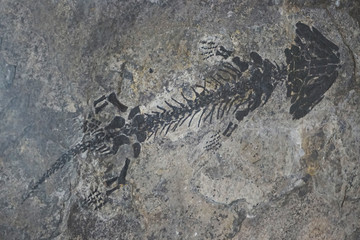 small reptile fossil