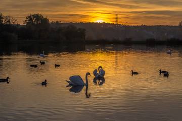 Łabędzie oświetlone zachodzącym słońcem © Senatorek