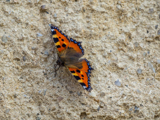 Distelfalter an einer Hauswand