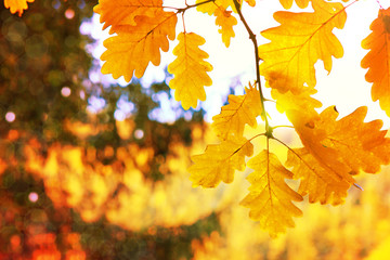 Autumn background with yellow oak leaves and sunlight.
