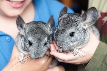 Two little chinchillas sit on hands of children