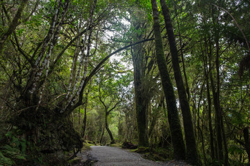 Fototapeta premium Part of Franz Josef glacier, New Zealand