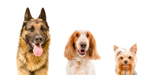 Portrait of three dogs, closeup, isolated on white background