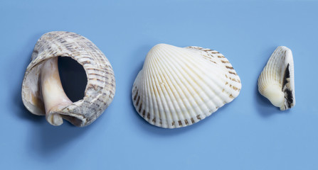 Sea seashells on turn blue background