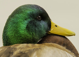 Mallard Duck - 170711892