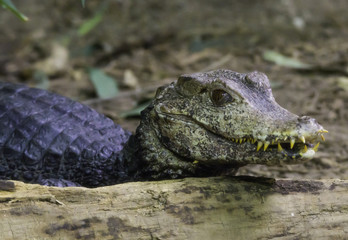 Dwarf Caiman Crocodile - 170712099