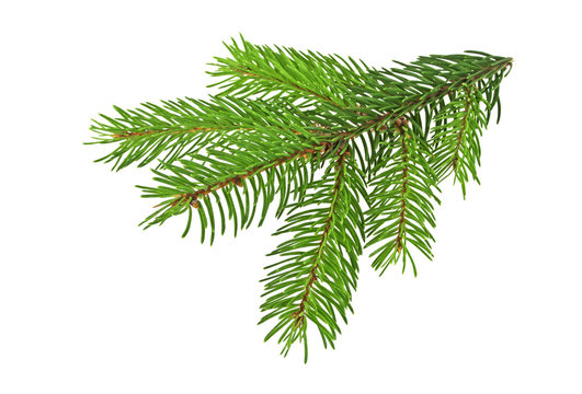 Pine branch isolated on a white background