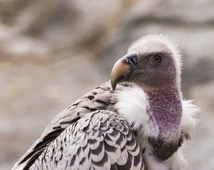 Ruppells Griffon Vulture