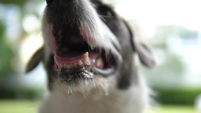 Dog's Snout With Driveling Chops Full Of Saliva. Closeup. 4K. 
