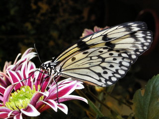Fototapeta na wymiar butterfly Idea leuconoe