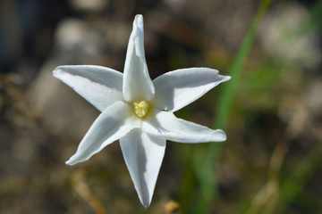 Fototapeta na wymiar White Flower Portrait