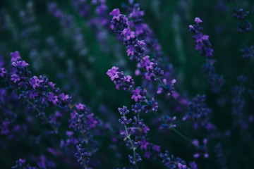 Fototapeta premium Lavender in the field.