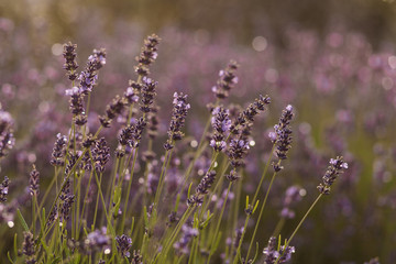 Fototapeta premium Sunset over a violet lavender field in Provence, France
