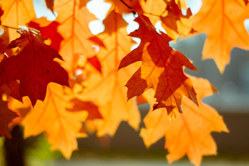 Autumn orange maple leaves in blurred background. Sunny autumn day in the park. Closeup filtered  image