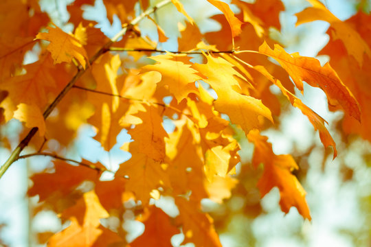 Autumn yellow maple leaves in blurred background. Sunny autumn day in the park. Closeup filtered  image