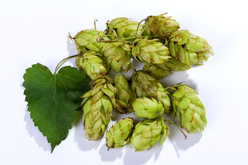 fresh, aromatic hops_1