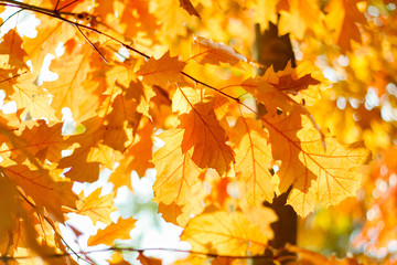 Fototapeta na wymiar Autumn yellow maple leaves in blurred background. Sunny autumn day in the park. Closeup filtered image