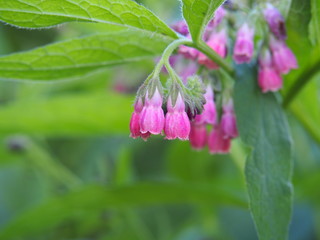 Bloming comfrey - Symphytum x rubrum 