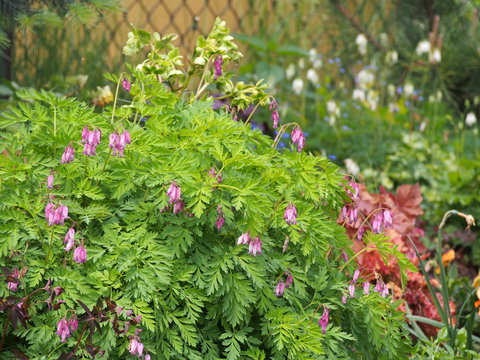 Dicentra eximia (turkey-corn, fringed wild bleeding-heart)   