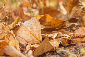 fallen leaves in autumn forest. Autumn natural background