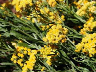 Helichrysum arenarium - dwarf everlast, immortelle  
