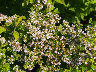 Garden herbs - Golden oregano, Origanum vulgare 'Thumble's Variety'