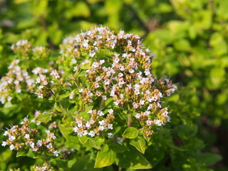 Garden herbs - Golden oregano, Origanum vulgare 'Thumble's Variety'