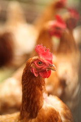 курица в курятнике