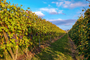 Fototapeta na wymiar Row of vineyards in autumn.