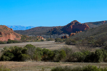 Bushes in the field with mountains in the foreground