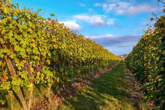 Row of vineyards in autumn.