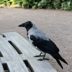 A gray crow