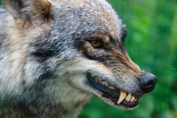 Fotobehang Wolf Close-up portret van agressieve boze wolf