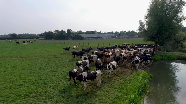 Smooth drone shot flying over a group of typical dutch cows very close