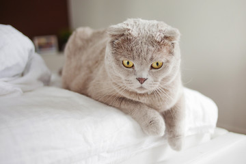 Gray British cat at home, lying on the bed