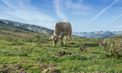 cows grazing in meadows throughout the Pyrenees