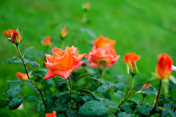 Fototapeta premium orange roses on a branch with green leaves outdoors