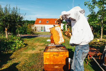 honey production and bees keeping